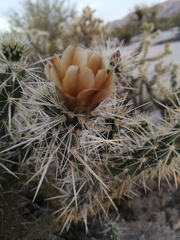 Cylindropuntia sanfelipensis