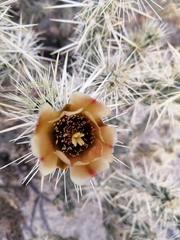 Cylindropuntia sanfelipensis