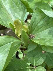 Trillium oostingii
