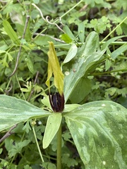 Trillium oostingii