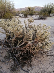 Cylindropuntia sanfelipensis