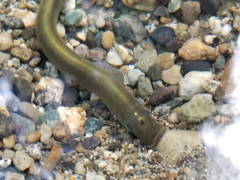 Lampetra richardsoni