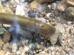 Lampetra richardsoni