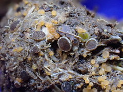 Ascobolus sacchariferus