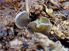 Ascobolus sacchariferus