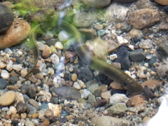 Lampetra richardsoni