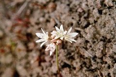Allium nevadense