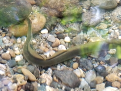 Lampetra richardsoni