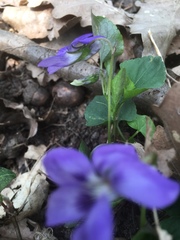 Viola × bavarica