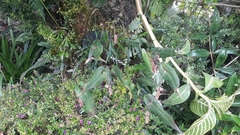 Pleurothallis ruberrima