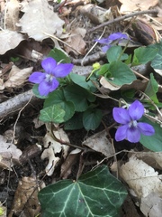 Viola × bavarica