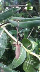 Pleurothallis ruberrima