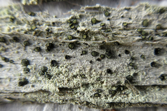 Cresponea chloroconia