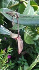 Pleurothallis ruberrima