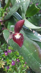 Pleurothallis ruberrima