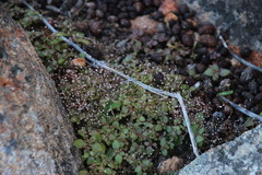 Crassula tenuipedicellata