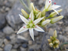 Allium nevadense
