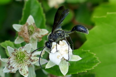 Isodontia mexicana image
