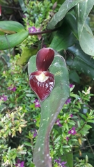 Pleurothallis ruberrima