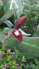Pleurothallis ruberrima