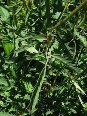 Sanguisorba officinalis