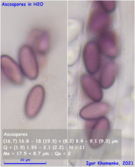 Ascobolus sacchariferus