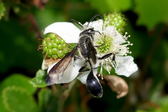 Isodontia mexicana image