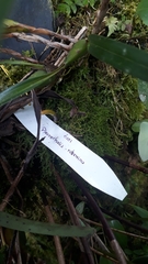 Pleurothallis ruberrima