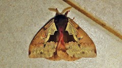 Dirphiopsis multicolor