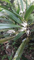 Maxillaria splendens