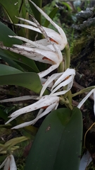 Maxillaria splendens