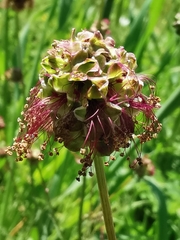 Sanguisorba officinalis