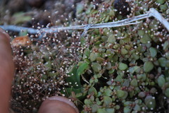 Crassula tenuipedicellata