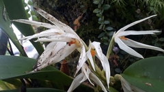 Maxillaria splendens