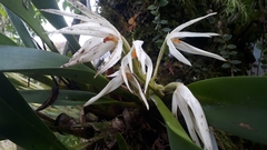 Maxillaria splendens