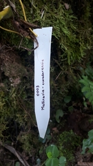 Maxillaria splendens