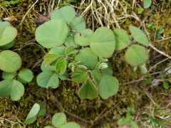 Desmodium rotundifolium