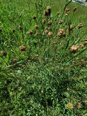 Sanguisorba officinalis