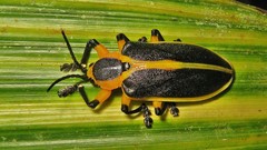 Mecistomela marginata