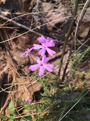 Phlox nivalis