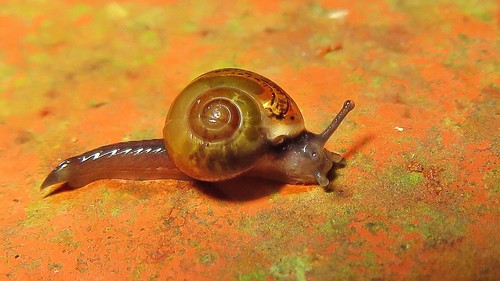 Jumping Snail
