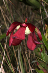 Sarracenia psittacina