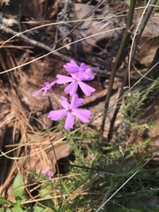 Phlox nivalis