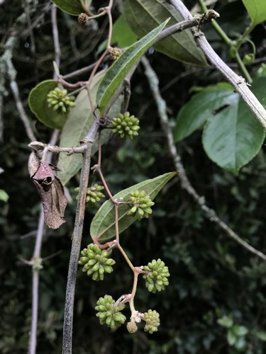 Lanceleaf greenbrier (Smilax domingensis)