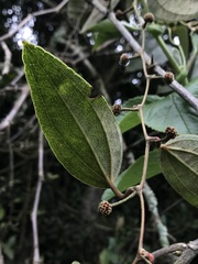 Smilax domingensis