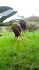 Masdevallia