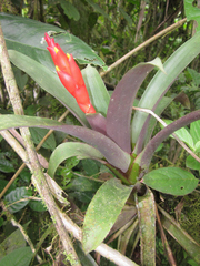 Guzmania melinonis