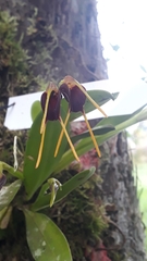 Masdevallia
