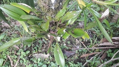 Acianthera