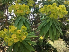 Euphorbia dendroides